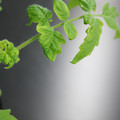085005_20180530140954_01.JPG
