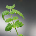 085005_20180530141000_01.JPG