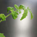 085005_20180530141003_01.JPG
