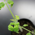 085005_20180530141126_01.JPG