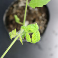 085005_20180530141207_01.JPG