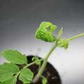 085005_20180530141214_01.JPG