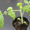 085005_20180530141322_01.JPG