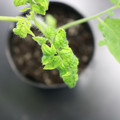085005_20180530141402_01.JPG