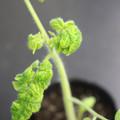 085005_20180530141421_01.JPG