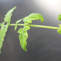 085005_20180530141430_01.JPG