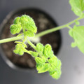 085005_20180530141502_01.JPG