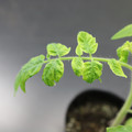 085005_20180530141540_01.JPG