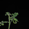 529901_20171124124217_01.JPG