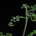 529901_20171124124223_01.JPG