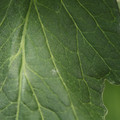 085001_20180605102359_01.JPG