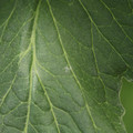 085001_20180605102401_01.JPG
