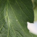 085001_20180605102431_01.JPG