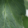 085001_20180605102451_01.JPG
