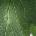 085001_20180605102504_01.JPG