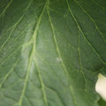 085001_20180605102507_01.JPG