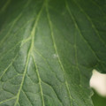 085001_20180605102514_01.JPG
