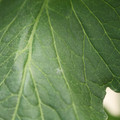 085001_20180605102516_01.JPG