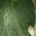 085001_20180605102521_01.JPG