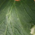 085001_20180605102526_01.JPG
