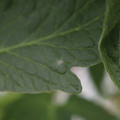 085001_20180605102714_01.JPG