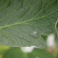 085001_20180605102715_01.JPG