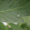 085001_20180605102716_01.JPG