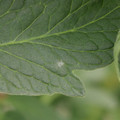 085001_20180605102717_04.JPG