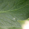 085001_20180605102720_01.JPG