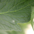 085001_20180605102720_03.JPG