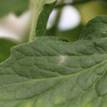 085001_20180605103601_01.JPG