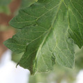 085002_20180711081344_01.JPG