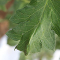085002_20180711081344_04.JPG