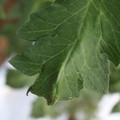 085002_20180711081345_03.JPG
