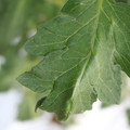 085002_20180711081347_04.JPG