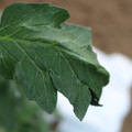 085002_20180711081404_02.JPG