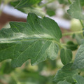 085002_20180711081450_01.JPG