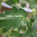 085002_20180711081450_03.JPG