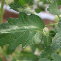 085002_20180711081450_04.JPG