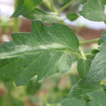 085002_20180711081451_02.JPG