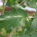 085002_20180711081451_04.JPG