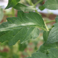 085002_20180711081452_03.JPG