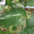 085002_20180711081452_04.JPG