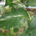 085002_20180711081452_05.JPG