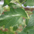 085002_20180711081453_01.JPG