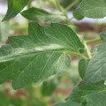 085002_20180711081453_02.JPG
