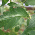 085002_20180711081453_03.JPG