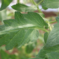 085002_20180711081453_04.JPG