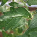 085002_20180711081454_01.JPG