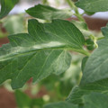 085002_20180711081455_01.JPG